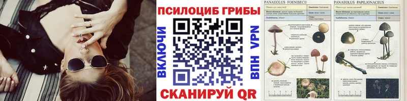 Галлюциногенные грибы Psilocybe  закладка  Фролово 